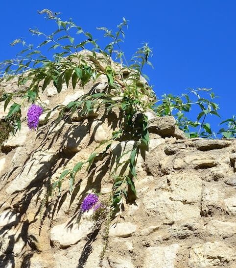 Les plantes dites invasives sont les boucs émissaires de tous nos dysfonctionnements. Elles doivent pourtant être considérées avec égard car elles ont des choses à nous dire et d'autres à nous apporter. Ici le buddléia