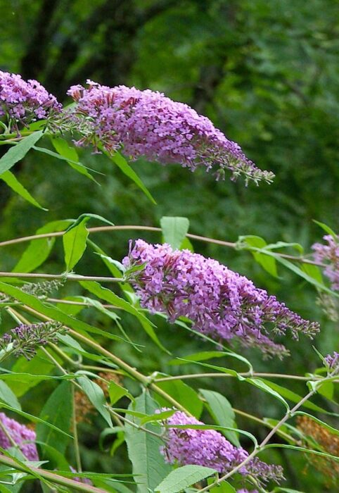 Les plantes dites invasives sont les boucs émissaires de tous nos dysfonctionnements. Elles doivent pourtant être considérées avec égard car elles ont des choses à nous dire et d'autres à nous apporter. Ici le buddléia.