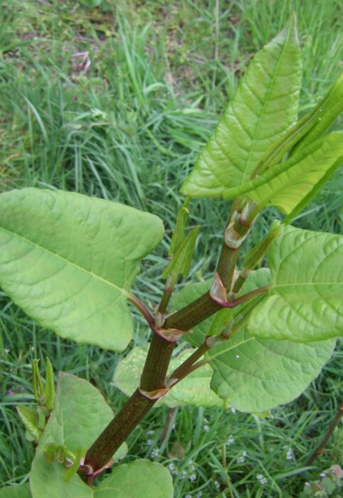 Les plantes dites invasives sont les boucs émissaires de tous nos dysfonctionnements. Elles doivent pourtant être considérées avec égard car elles ont des choses à nous dire et d'autres à nous apporter. Ici la renouée du Japon.