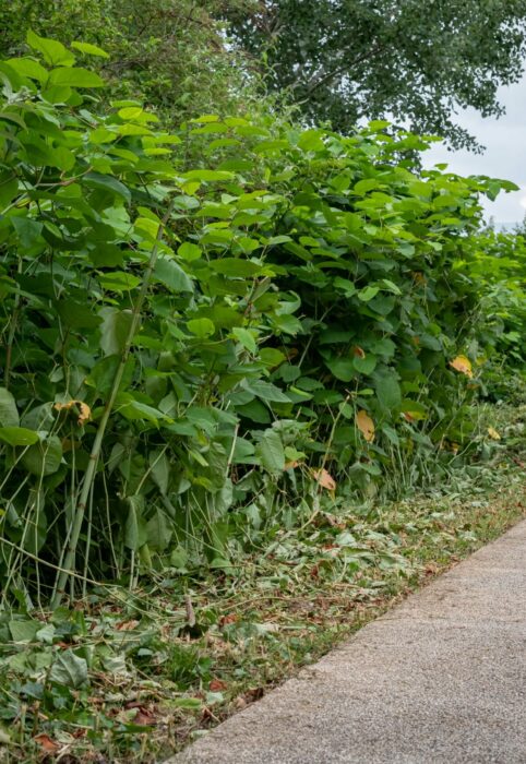 Les plantes dites invasives sont les boucs émissaires de tous nos dysfonctionnements. Elles doivent pourtant être considérées avec égard car elles ont des choses à nous dire et d'autres à nous apporter. Ici la renouée du Japon.